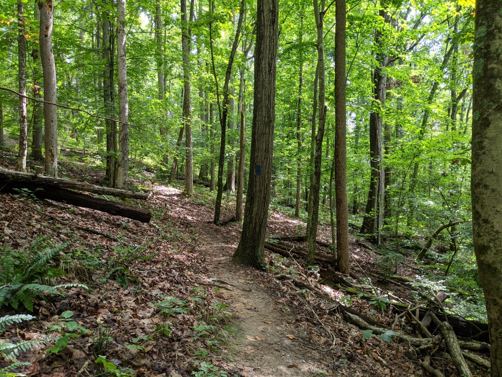 The Nature Trail at Mid County Park winds through the forest on a summer day.